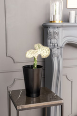 Exotic plant in a black pot on a table in a grey room with wall molding