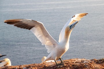 Basstölpel auf Helgoland