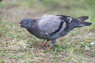 wild pigeon looking for food on a green meadow, in the city during the day