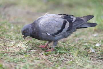 wild pigeon looking for food on a green meadow, in the city during the day
