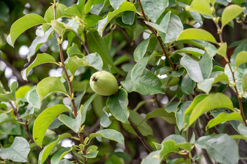 カリンの青い実