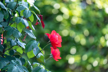 赤いツルバラの花