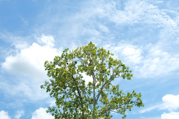 clouds in the blue sky background.
