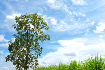 clouds in the blue sky background.