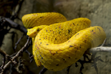 snake