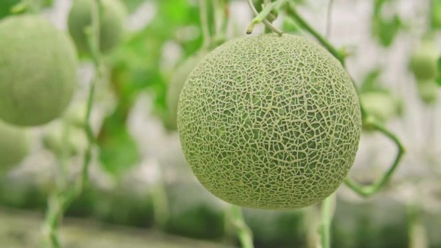 melons in the garden, Cantaloupe. Fresh melon on tree