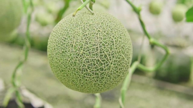 melons in the garden, Cantaloupe. Fresh melon on tree
