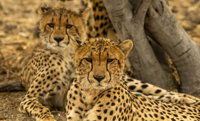 cheetah cubs