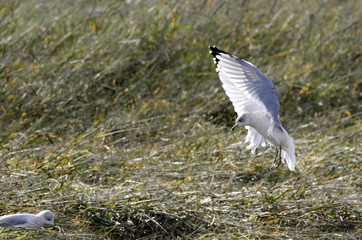 go&eacute;land &agrave; bec cercl&eacute;
