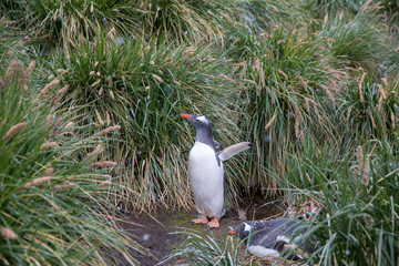 penguin in the arctic