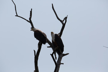 african bird looking for food