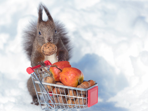 Squirrel And Shoping Cart In Winter