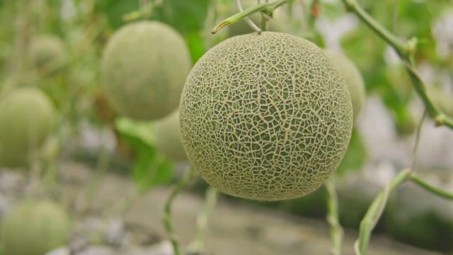 melons in the garden, Cantaloupe. Fresh melon on tree