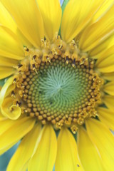sunflower center
