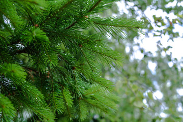 Fototapeta na wymiar Spruce branches with drops of water after rain