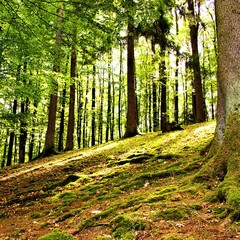 schöner wald bergauf