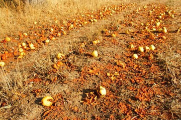 Bienen fressen Fallobst an einem Feldweg