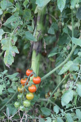 garden vegetables