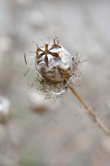 Love-in-a-mist seed head