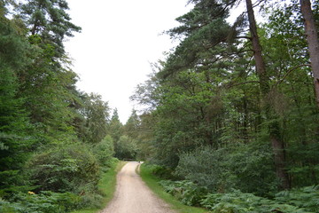 road in forest