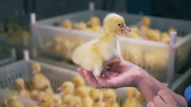 Baby duck is sitting in the hand of a fowlery worker and getting caressed