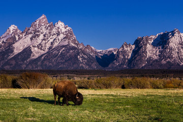 Mountain Buffalo