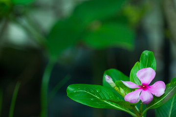 nayantara flower catharanthus roseus