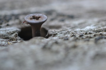 old screw in wood