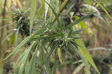 Cultivated industrial marijuana hemp in field, close up