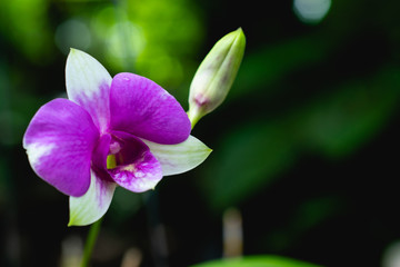 Orchid purple flowers In the garden very beautiful on dark background.