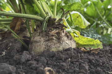 Sugar beet root crop in the ground ready for harvesting, selective focus