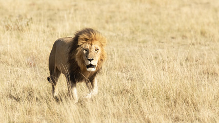Male lion in the long grass of the Masai Mara