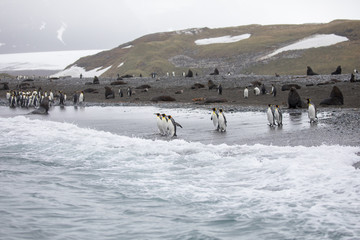 penguin in the arctic