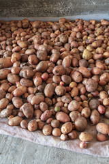 Potato harvest in the cellar as a background