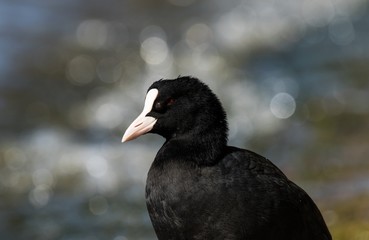 Blässhuhn Portrait