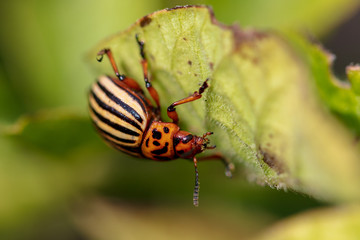 Colorado beetle on the leaves of potatoes