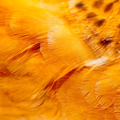 Orange feathers on the wing of a chicken as a background