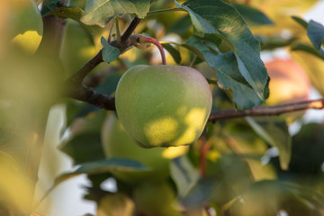 Apples on the branches of a tree