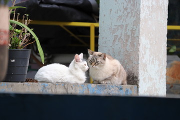Miradas Felinas