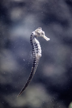 Portrait of a sea horse floating in the water