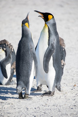 Fototapeta na wymiar penguin in the arctic