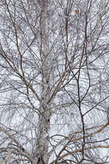 Fototapeta na wymiar Snow on the branches of a tree