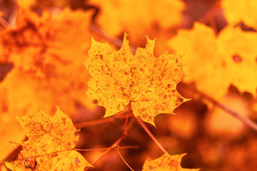 Leaves on a tree in autumn as a background