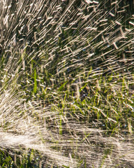 Splashing water to water the lawn as a background