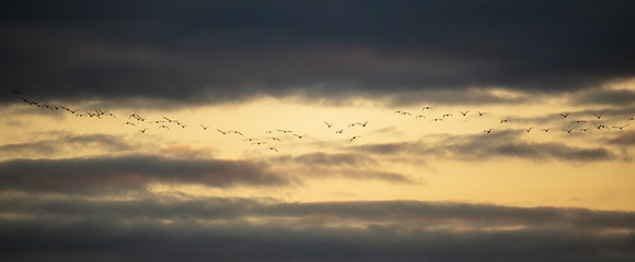 A flock of birds flies at sunset