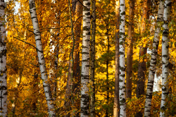 Birches in the forest in autumn as a background