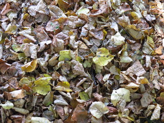The background of autumn foliage. Lots of yellow petals on the ground.
