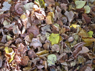 The background of autumn foliage. Lots of yellow petals on the ground.