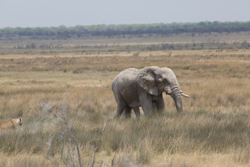 Fototapeta na wymiar elephant in africa in a group