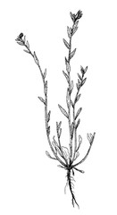 Buglossoides sibthorpiana botanical sketch